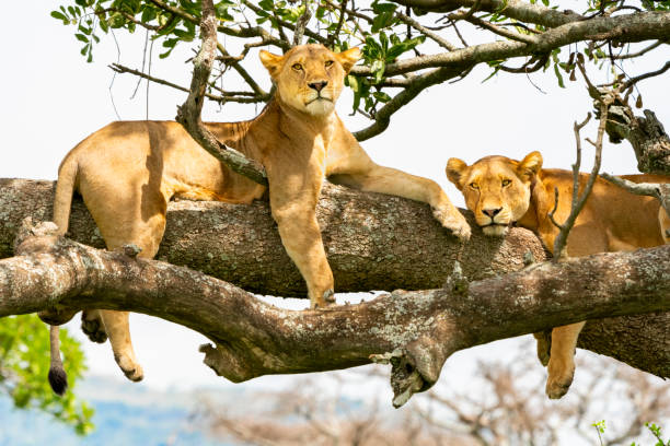 Lionesses