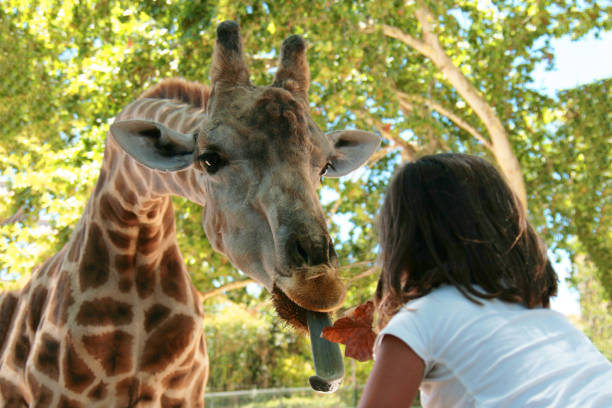 our Giraffes are friendly
