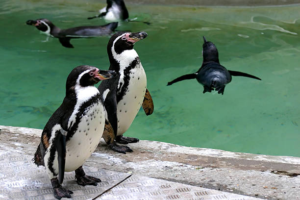 couple penguins