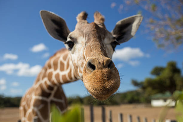 Visitor favorite Giraffe