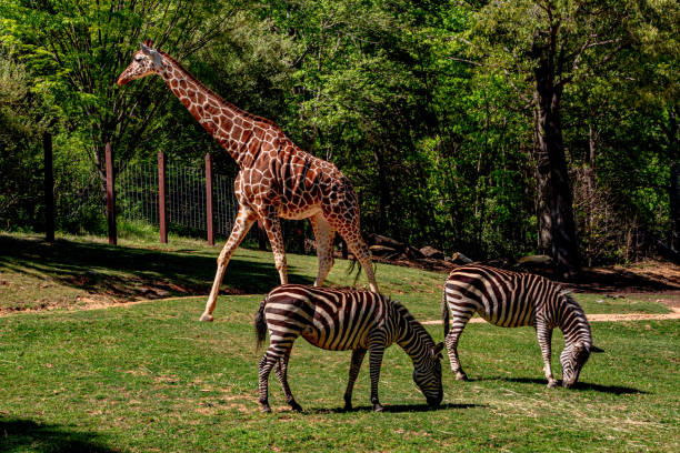 Giraffe, & zebras