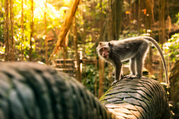 Monkey Madness