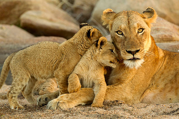 Lion momma
