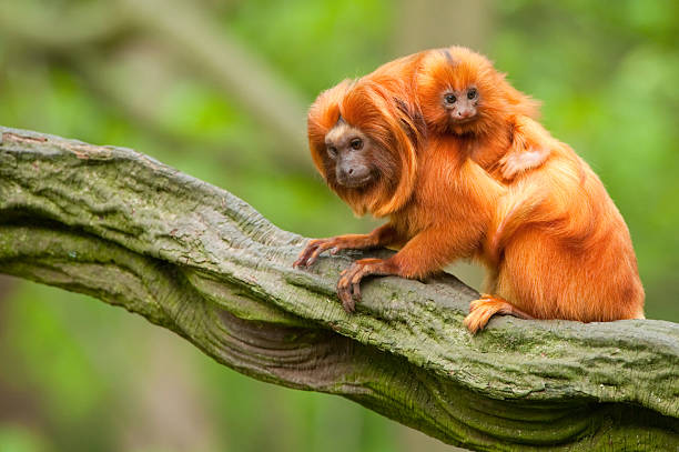 Orangutans