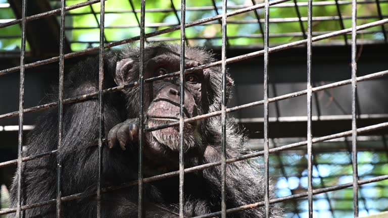 Sad monkeys